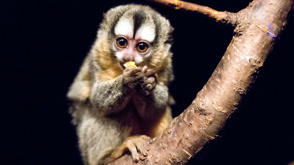 В Московском зоопарке родился детеныш боливийской ночной обезьяны ⋆  Информационное Агентство «Зебра-Медиа»