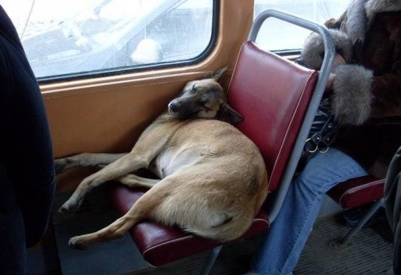 Устал ехать. Собака в автобусе. Собака в маршрутке. Собака в трамвае. Животные транспорт.