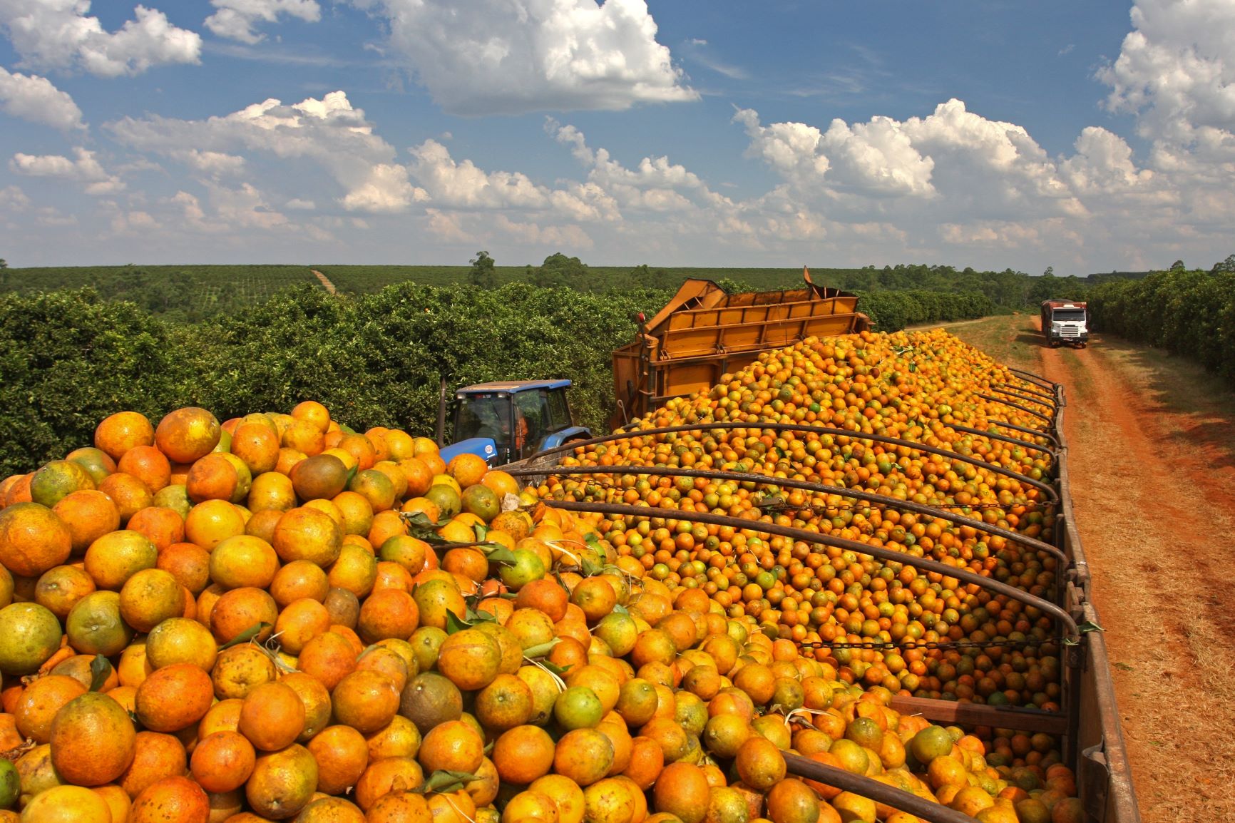 Урожайность апельсинов. Плантация апельсинов в Бразилии. Плантации апельсинов в Израиле. Плантации апельсинов в Грузии. Бразилия плантации фруктов.